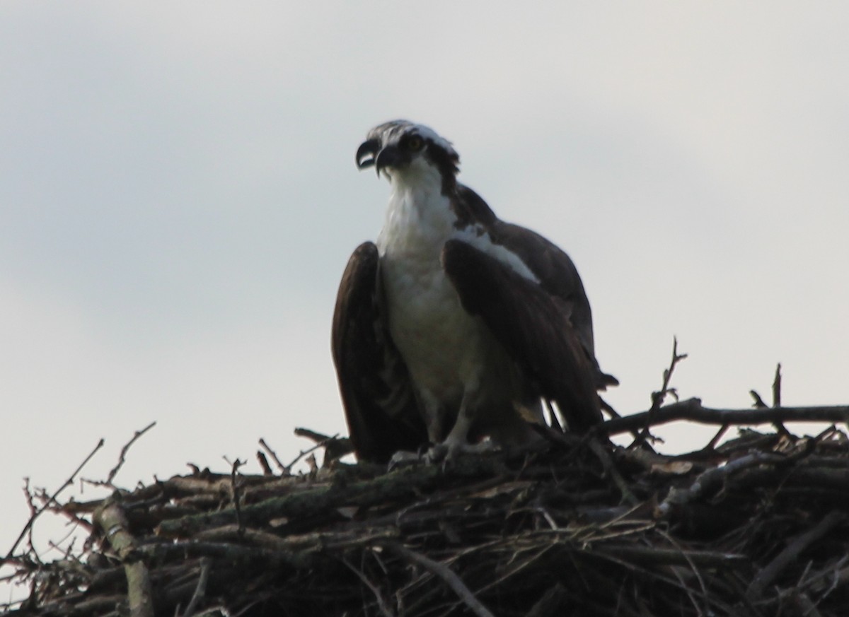 Osprey - ML110270791