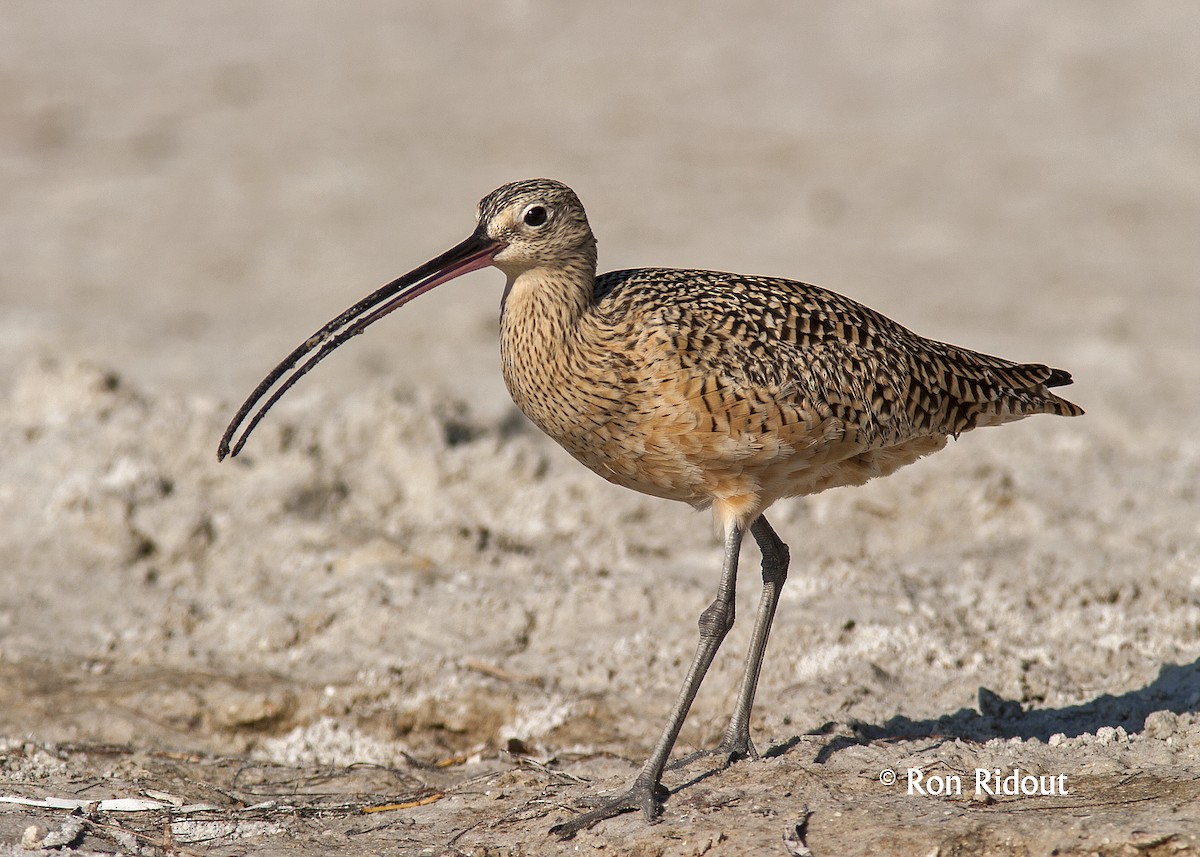 Long-billed Curlew - Ron Ridout