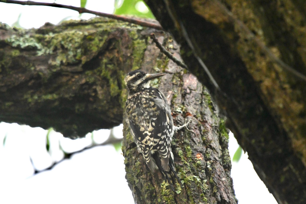 Yellow-bellied Sapsucker - ML110270811