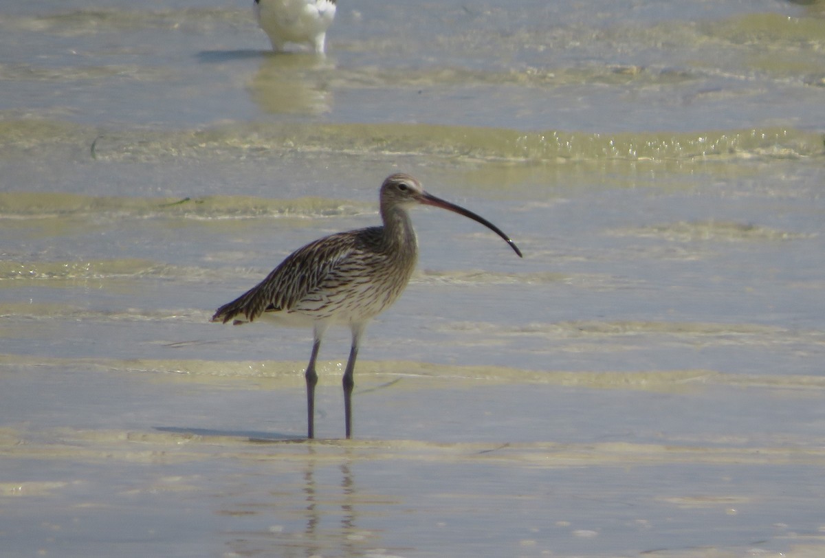 Eurasian Curlew - Alexandre Hespanhol Leitão