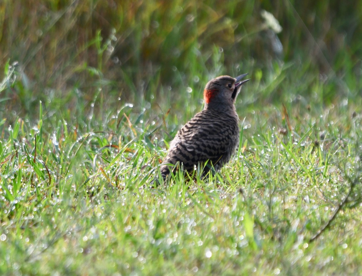 Northern Flicker - ML110271221