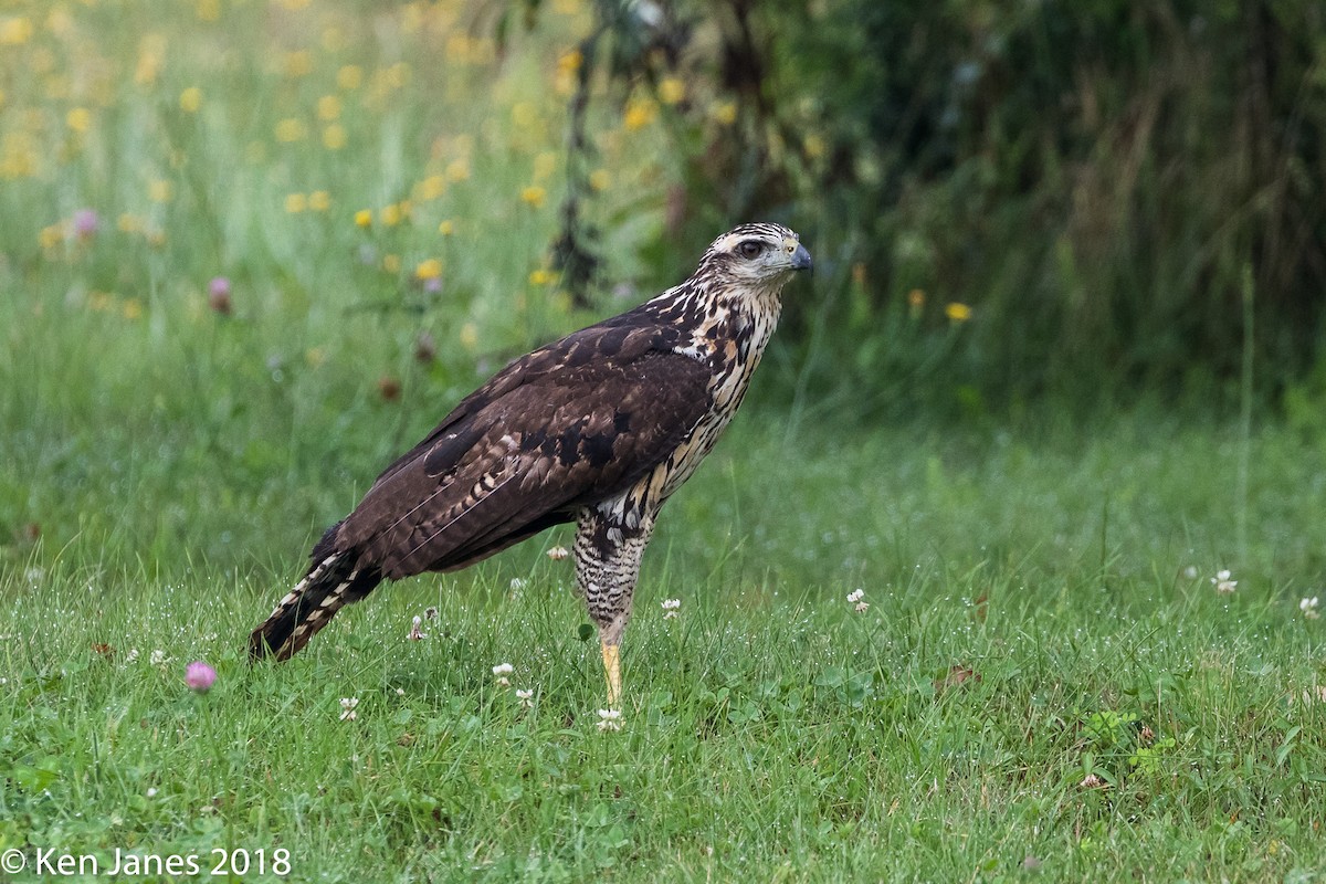 Great Black Hawk - ML110271531