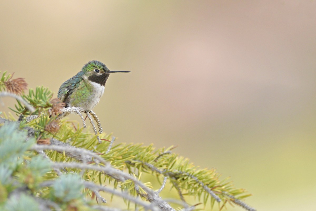 Broad-tailed Hummingbird - Daniel Irons