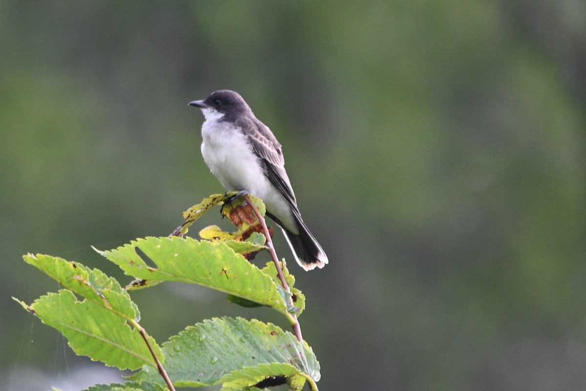 Eastern Kingbird - ML110271831