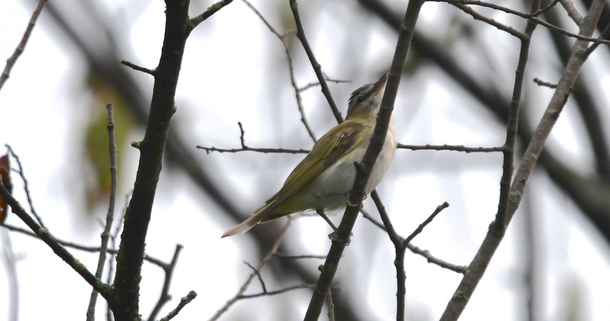 Red-eyed Vireo - George Ross