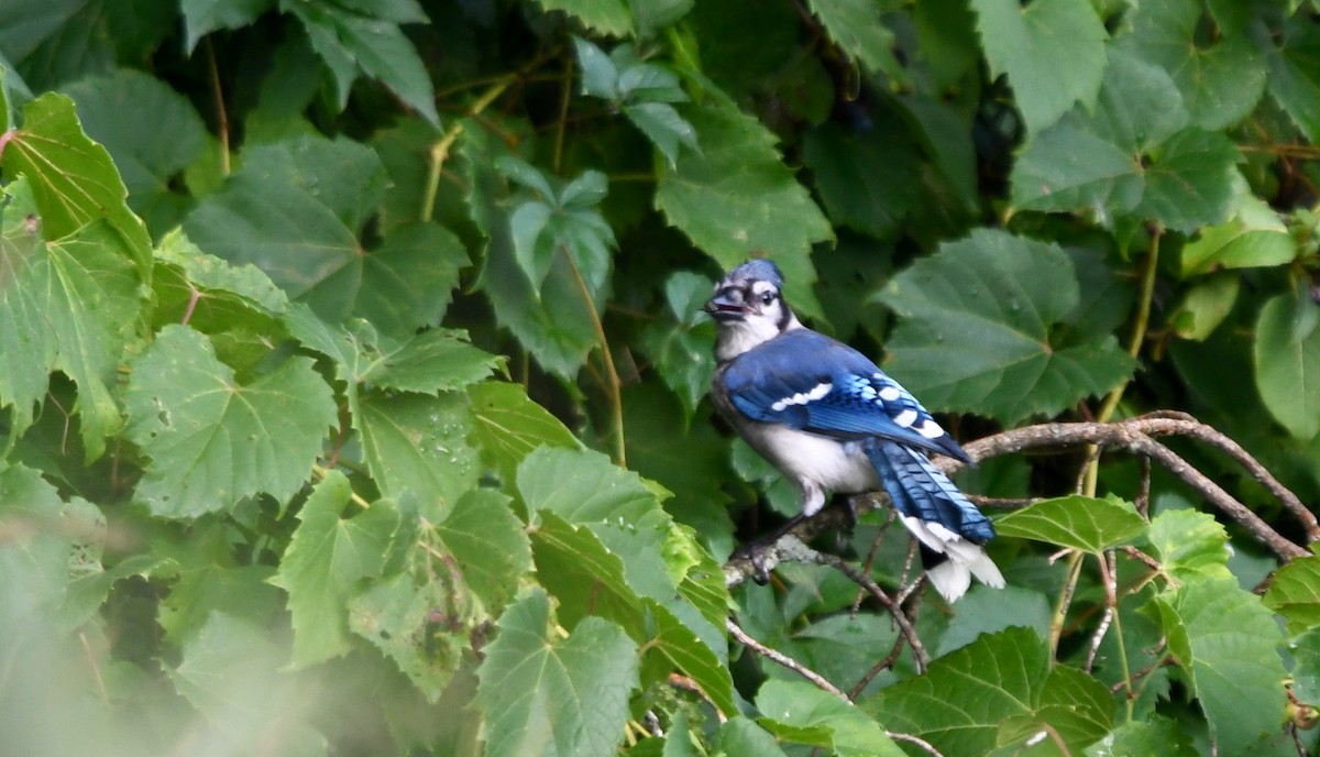 Blue Jay - ML110272001