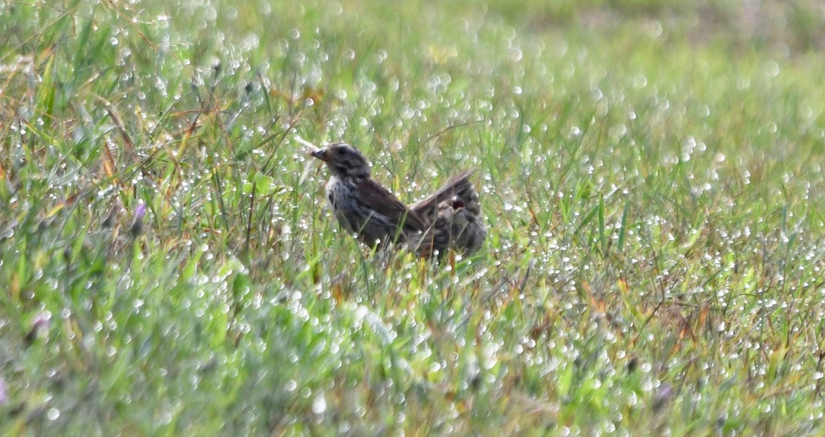 Song Sparrow (melodia/atlantica) - ML110272541