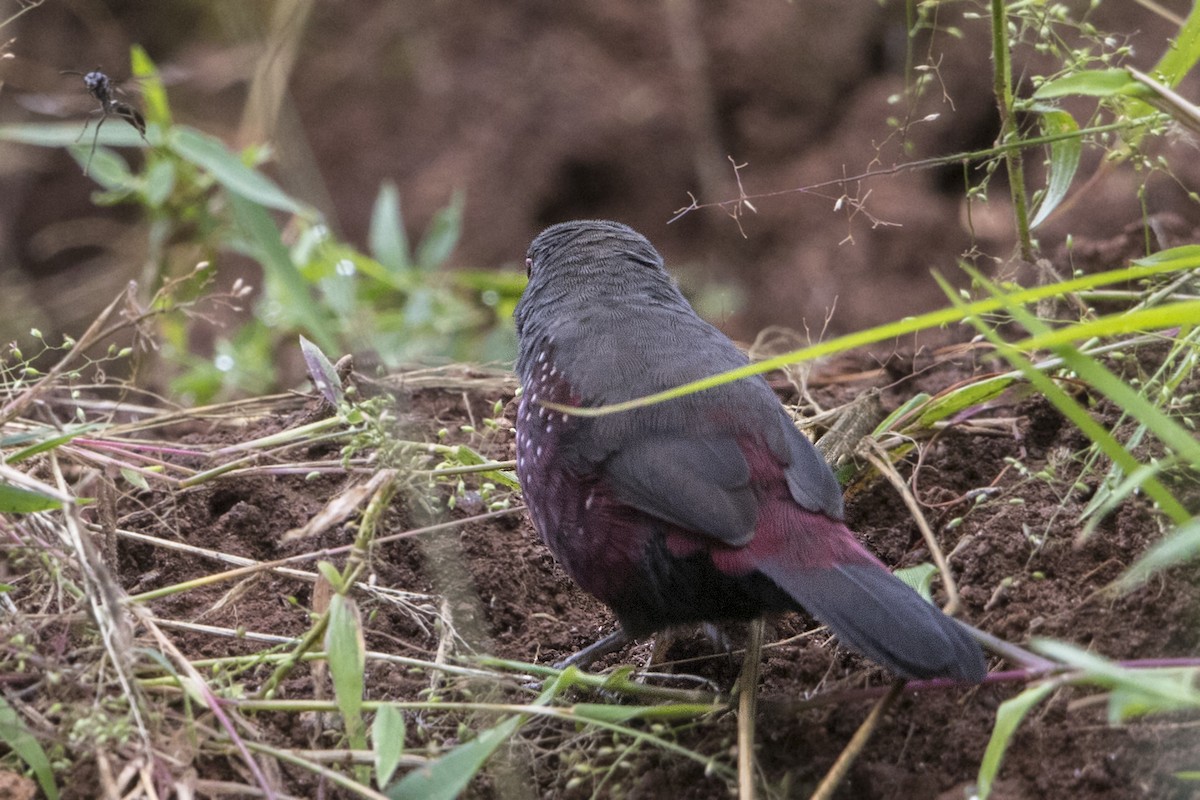 Dusky Twinspot - Bradley Hacker 🦜