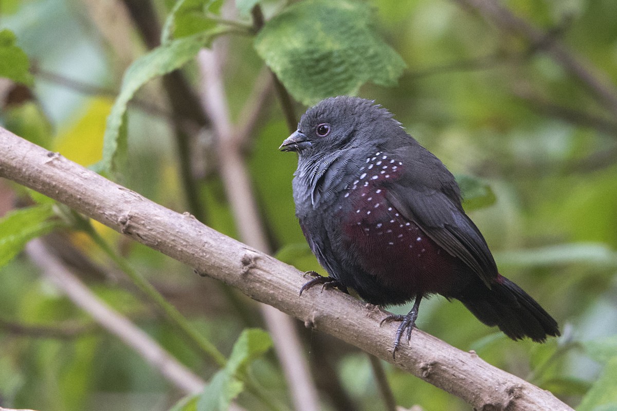 Dusky Twinspot - Bradley Hacker 🦜
