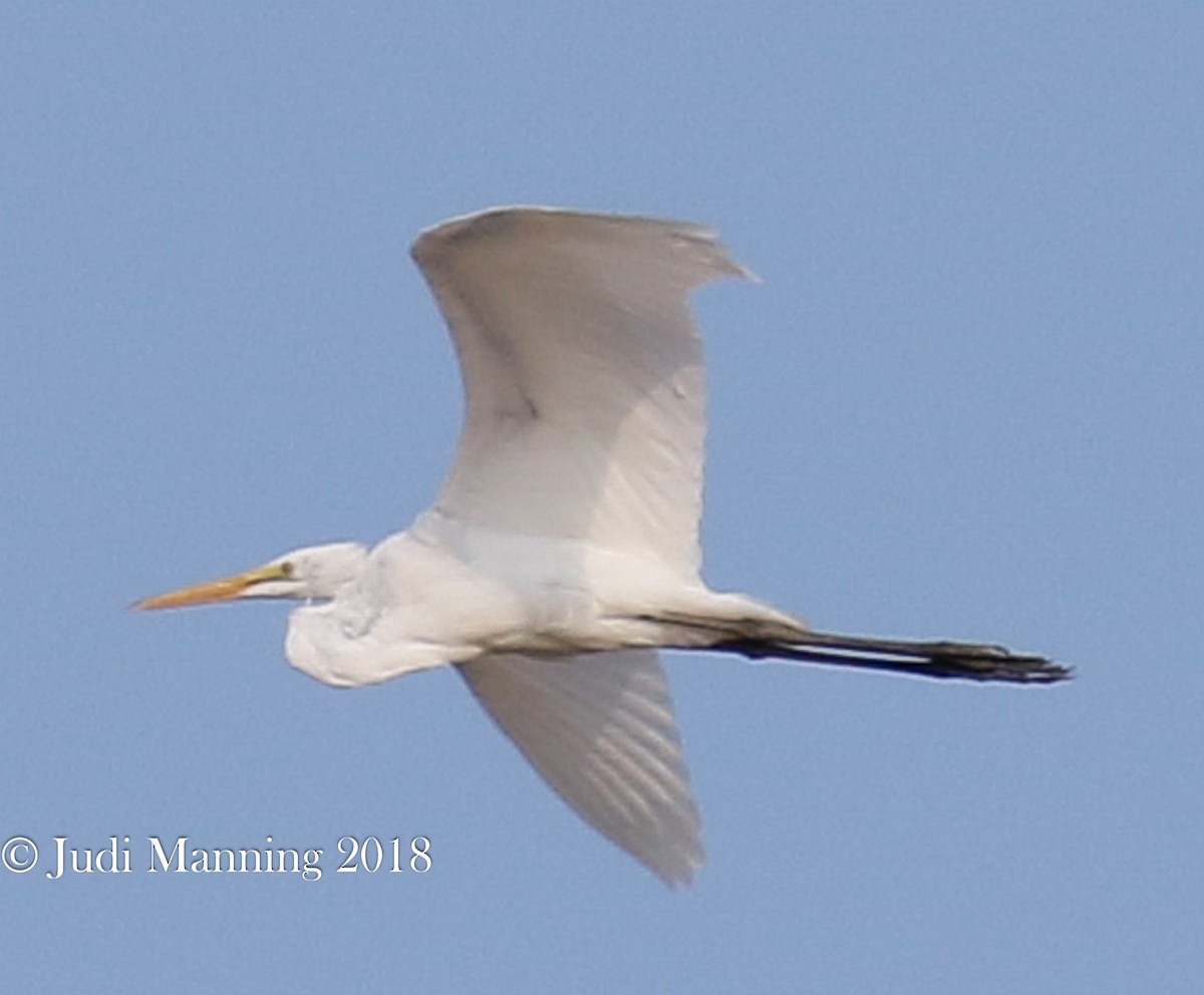 Great Egret - Carl & Judi Manning