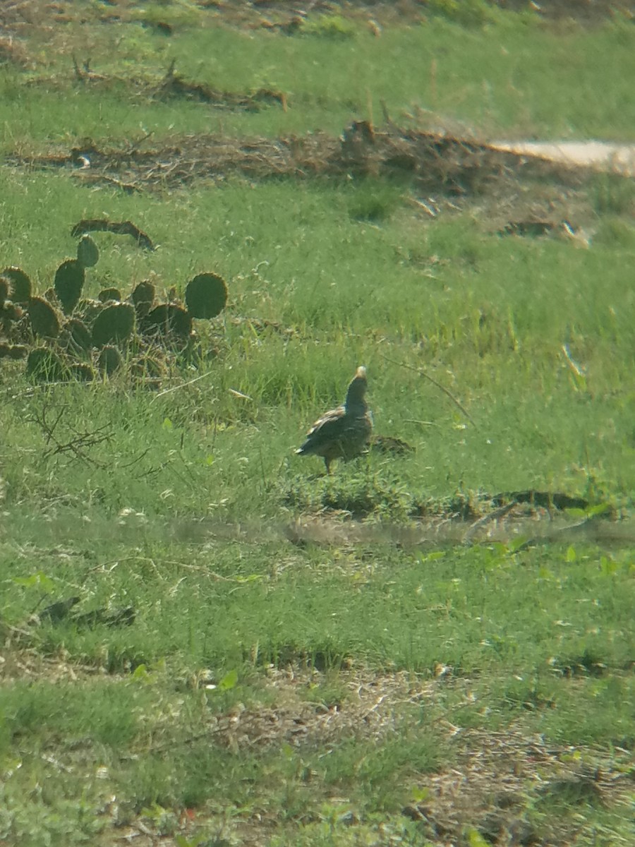 Scaled Quail - ML110273771