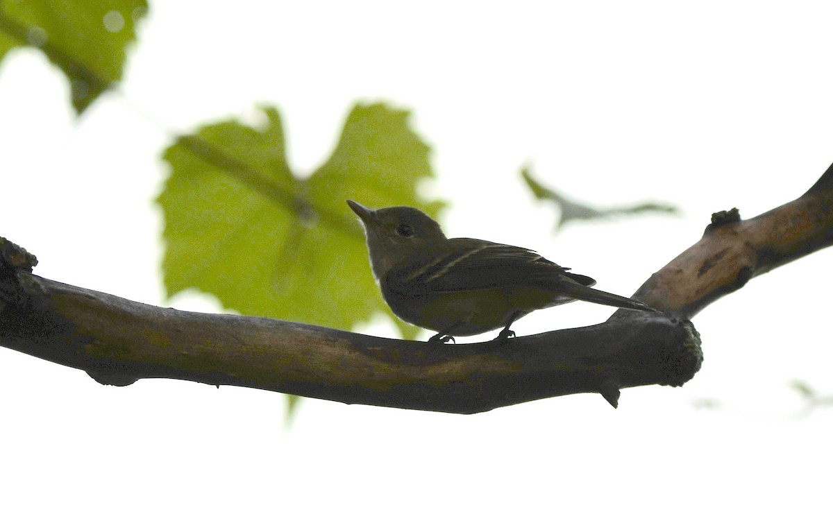 Least Flycatcher - ML110273931