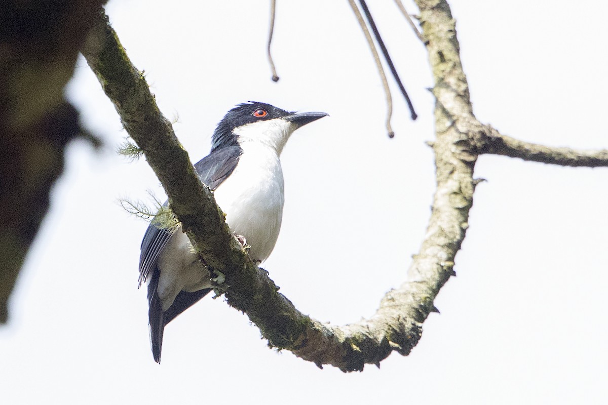 African Shrike-flycatcher - Bradley Hacker 🦜