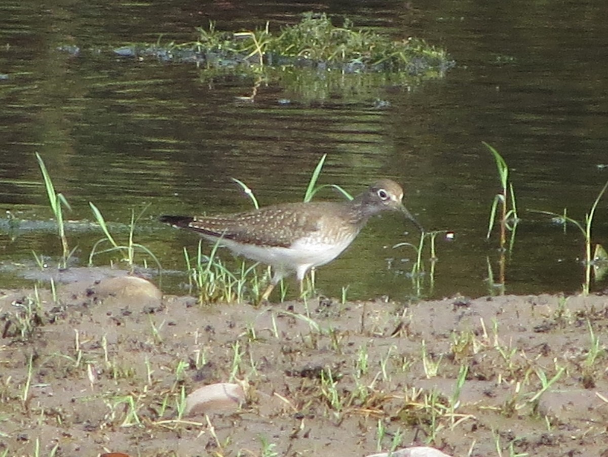 Solitary Sandpiper - ML110274041