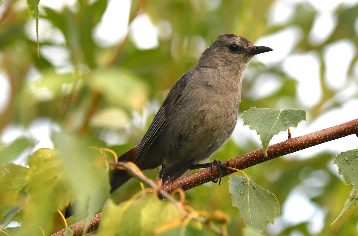 Gray Catbird - ML110274131