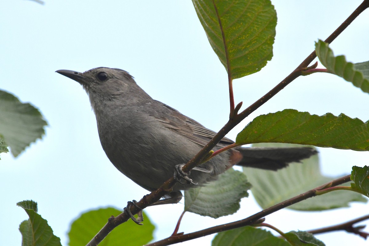 Gray Catbird - ML110274161