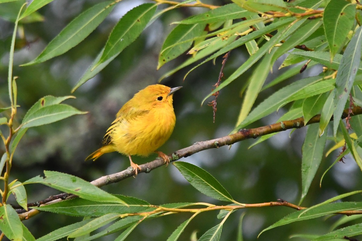 Yellow Warbler - ML110274401