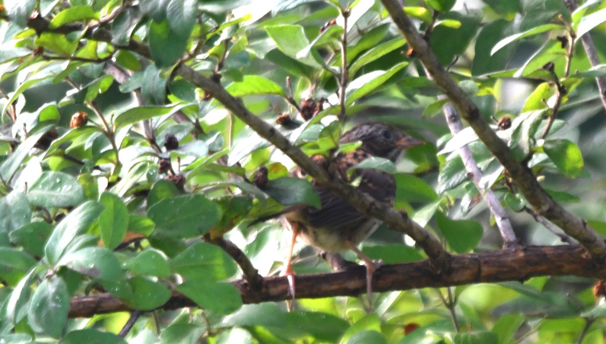 Swamp Sparrow - ML110274891