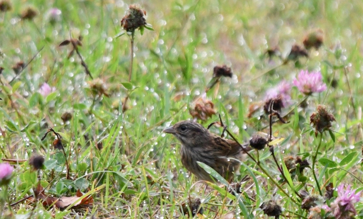 Swamp Sparrow - ML110274901