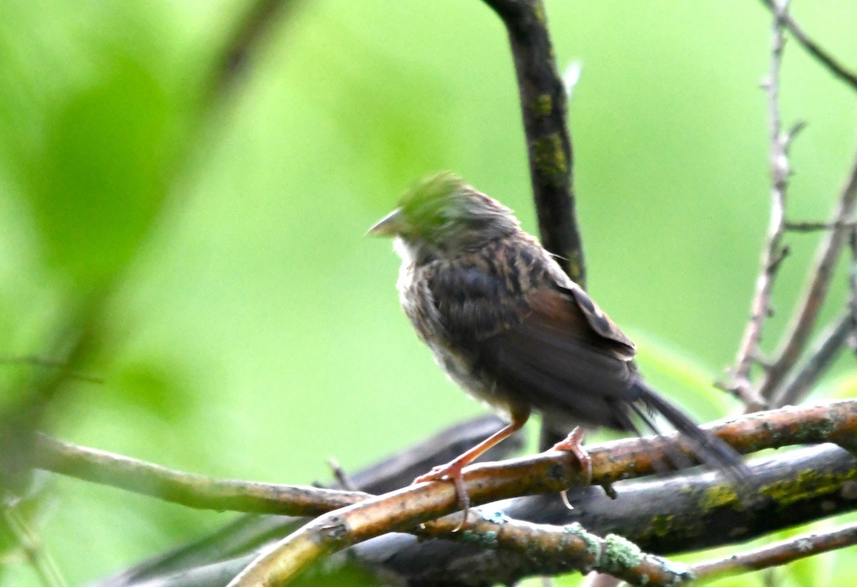 Swamp Sparrow - ML110275541