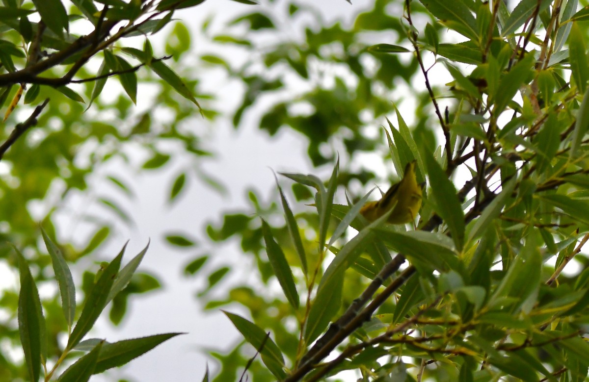 new world warbler sp. - ML110276351