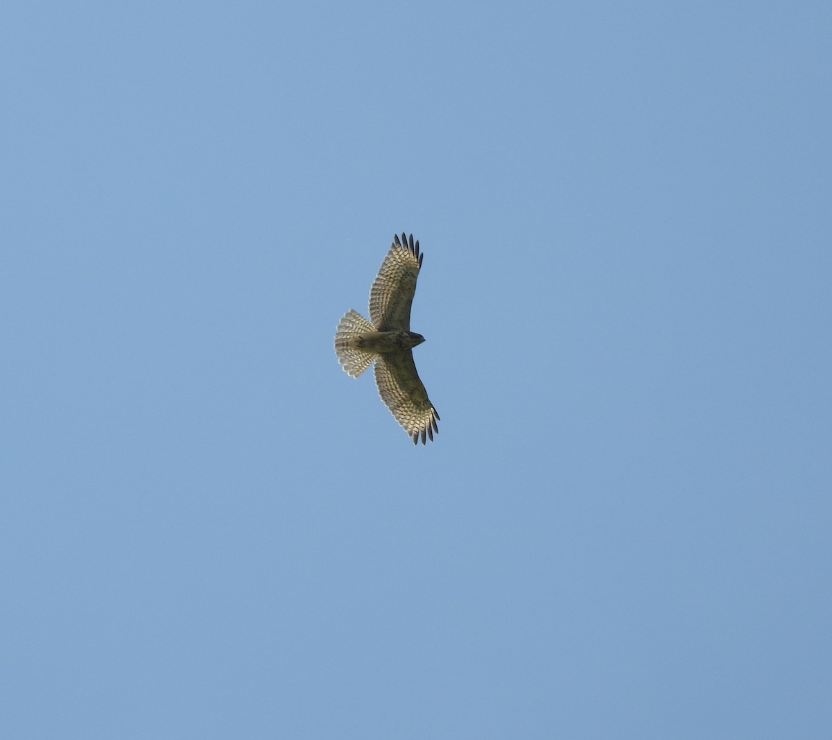 Red-shouldered Hawk - ML110277401