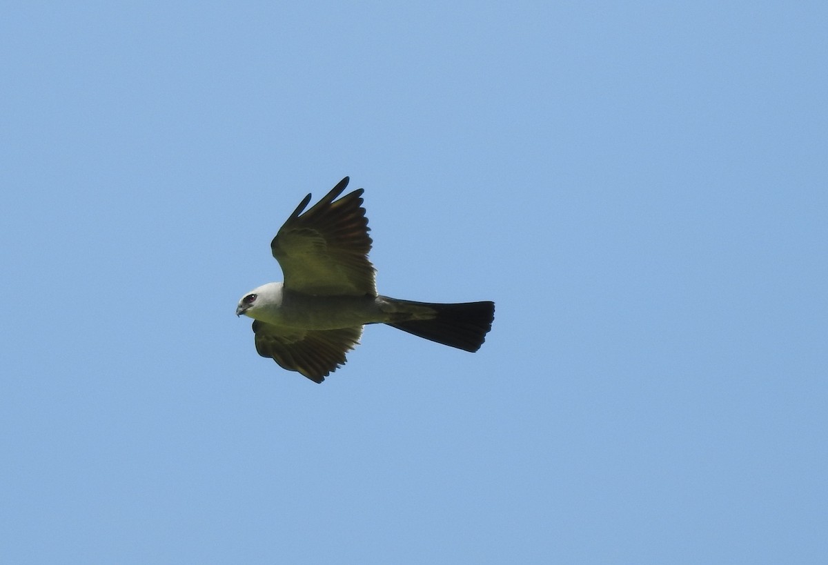 Mississippi Kite - ML110277421