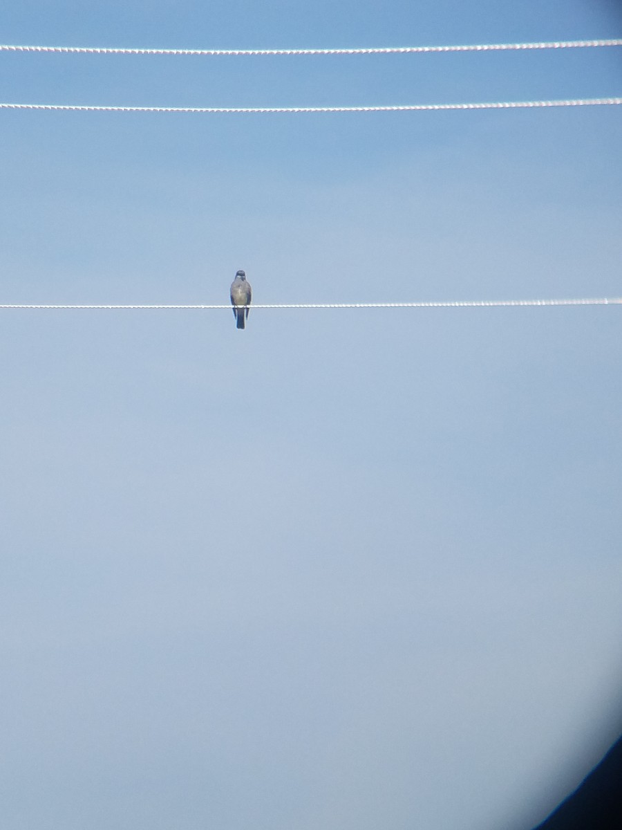 Cassin's Kingbird - ML110277491