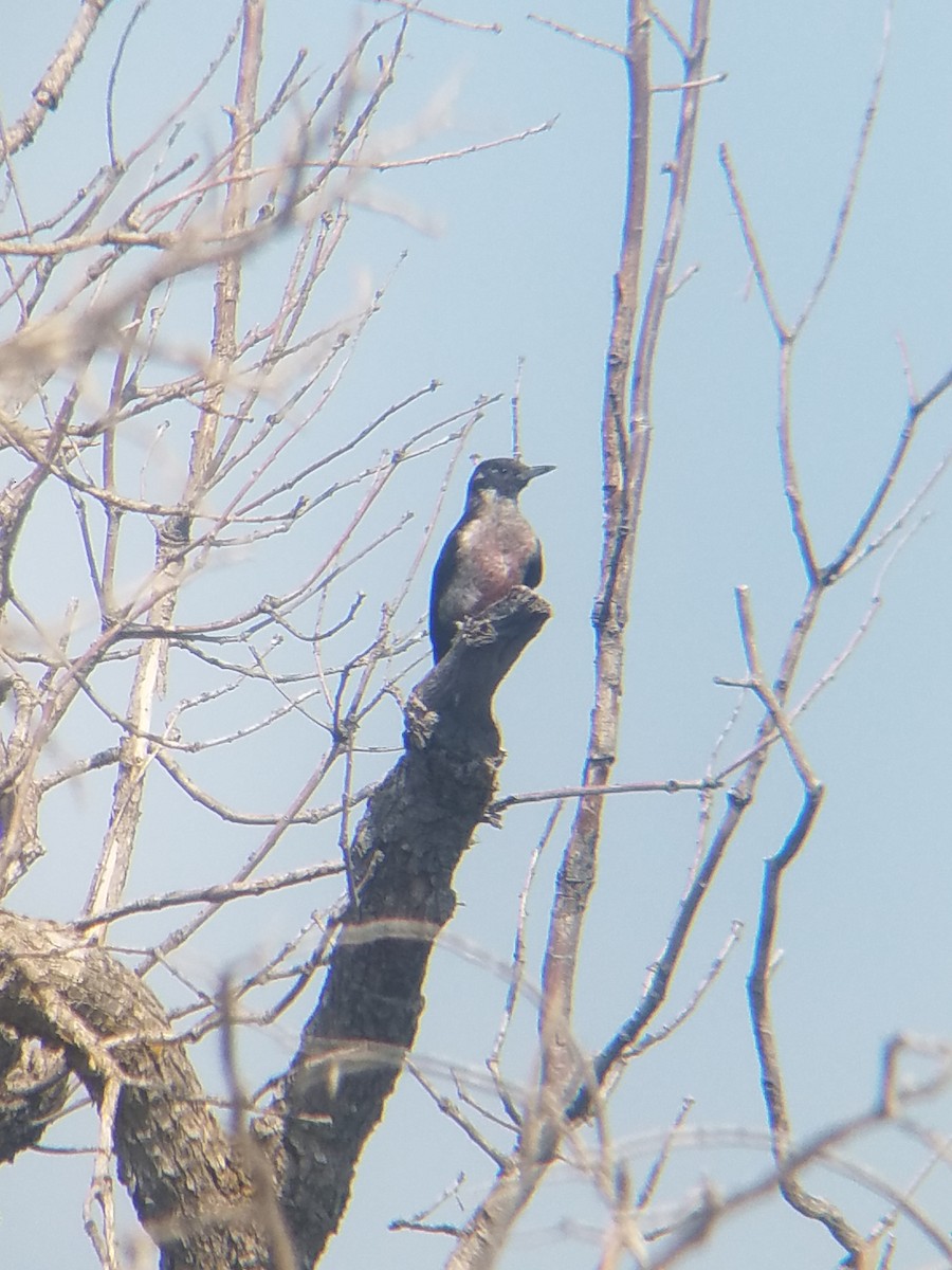 Lewis's Woodpecker - ML110277501