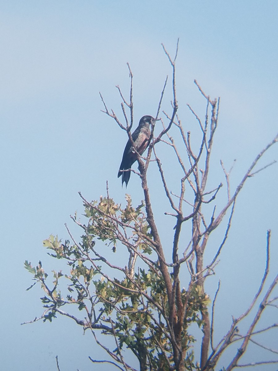 Lewis's Woodpecker - ML110277551