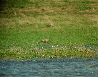 Long-billed Curlew - ML110278491