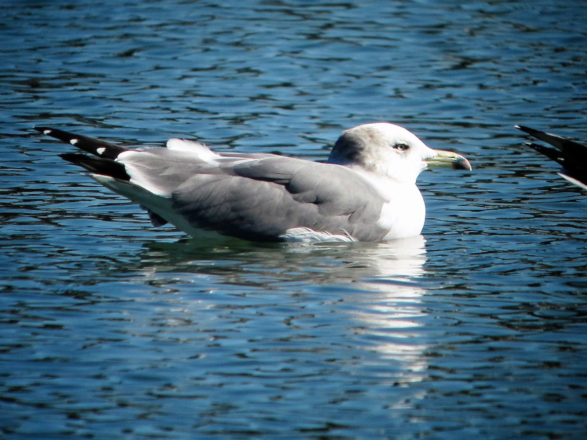 Black-tailed Gull - Brian Daniels