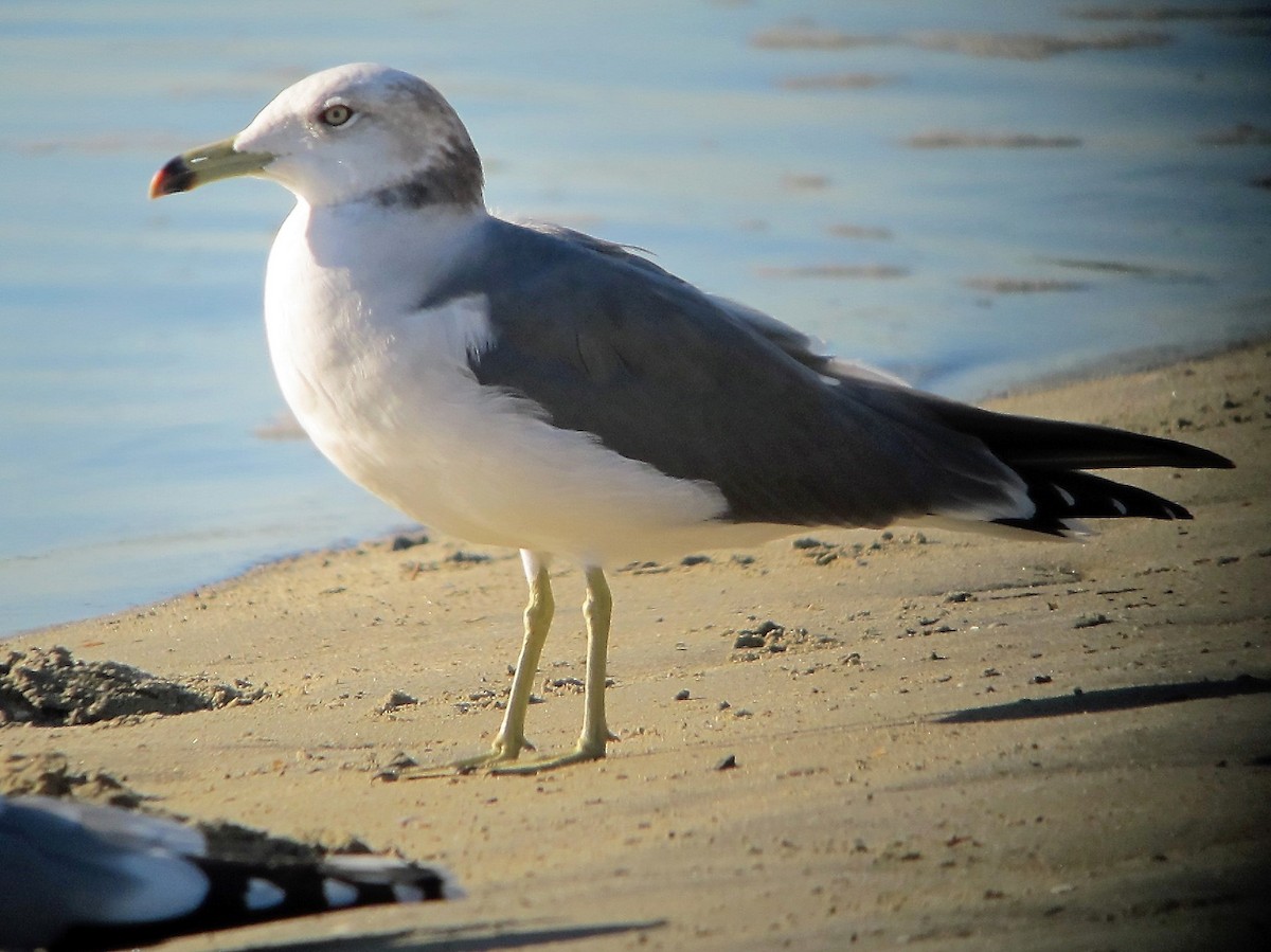 Black-tailed Gull - ML110279551