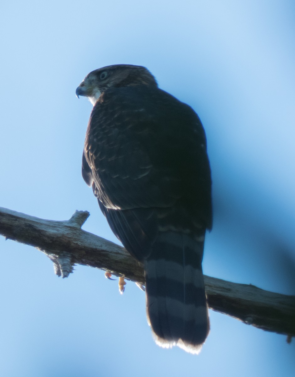 Cooper's Hawk - ML110283811