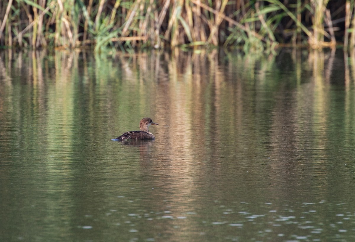 Hooded Merganser - ML110283981