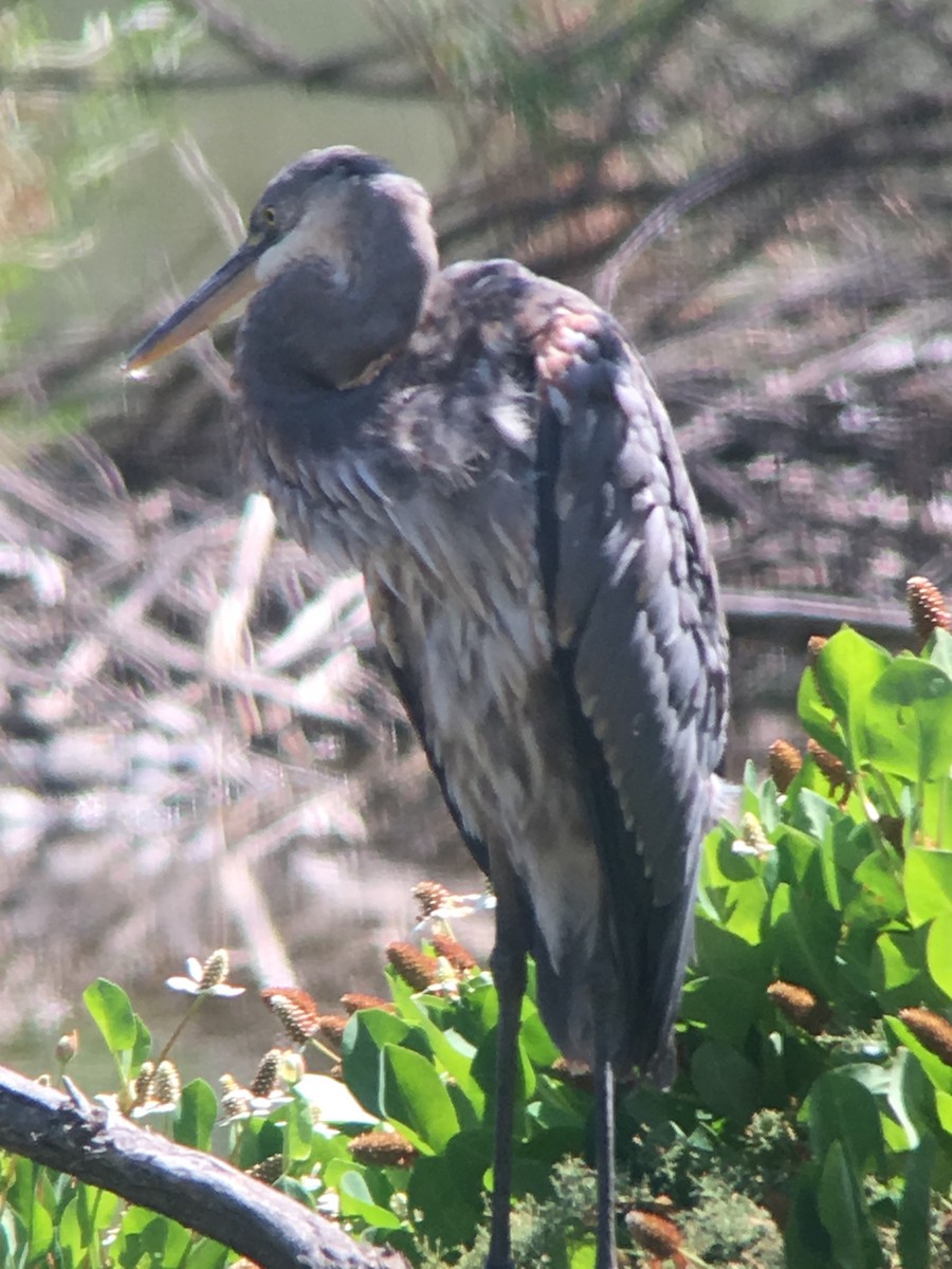 Great Blue Heron (Great Blue) - ML110284771