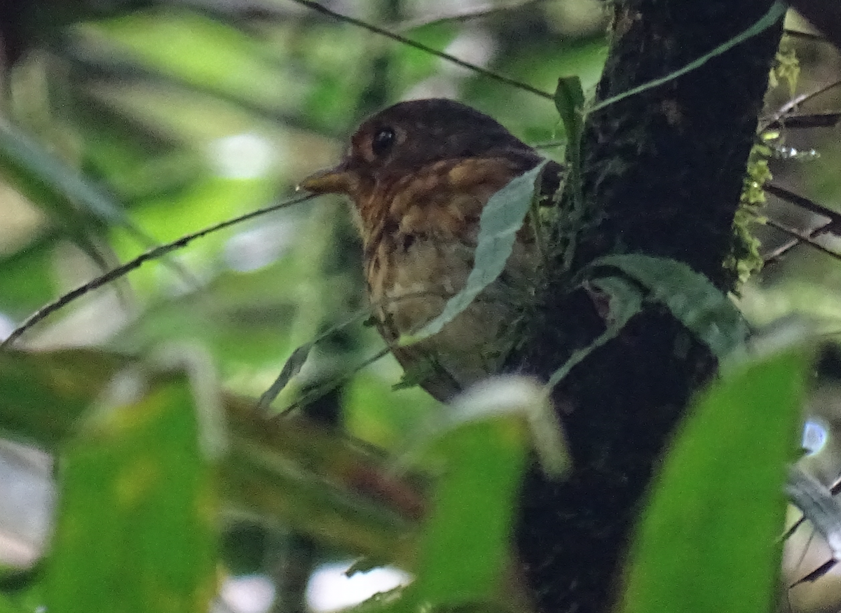 Ochre-breasted Antpitta - ML110285301