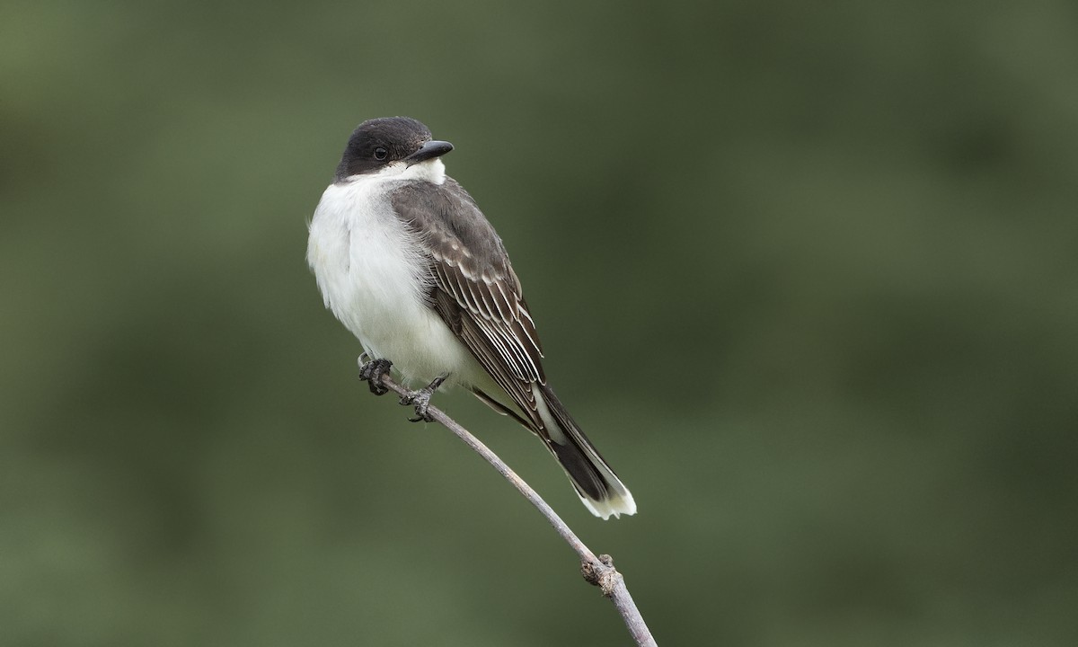 Eastern Kingbird - ML110285361