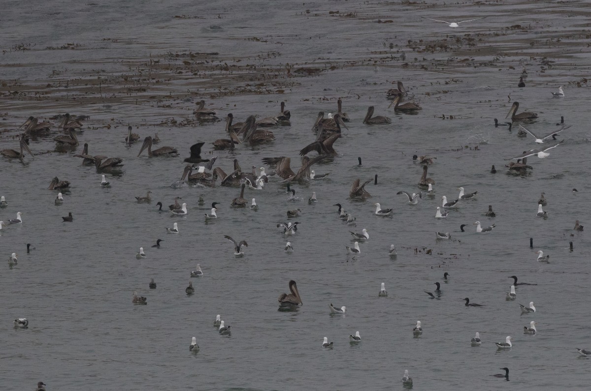 Western Gull - ML110287011