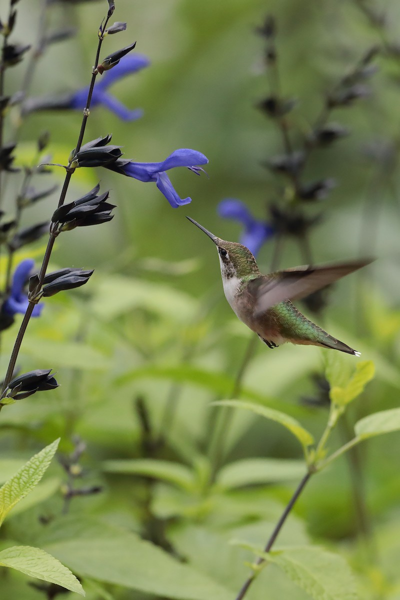 Colibri à gorge rubis - ML110287211