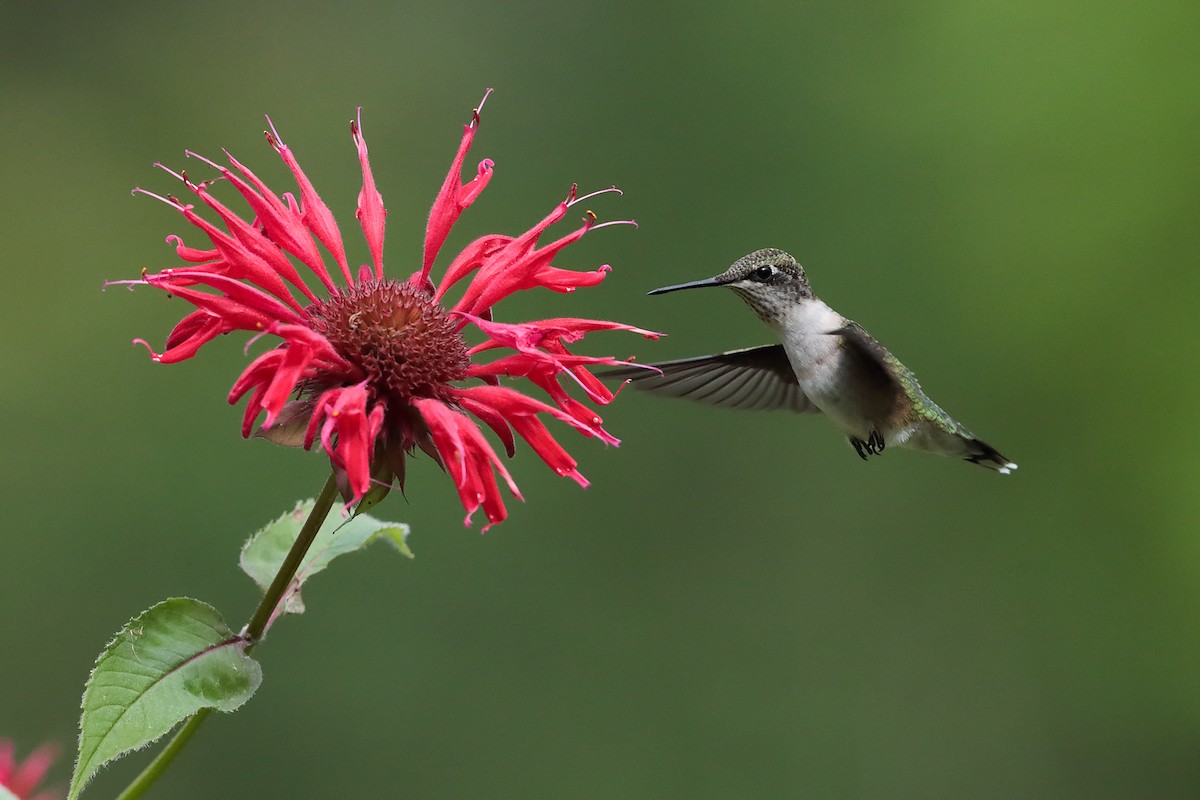 Colibri à gorge rubis - ML110287221