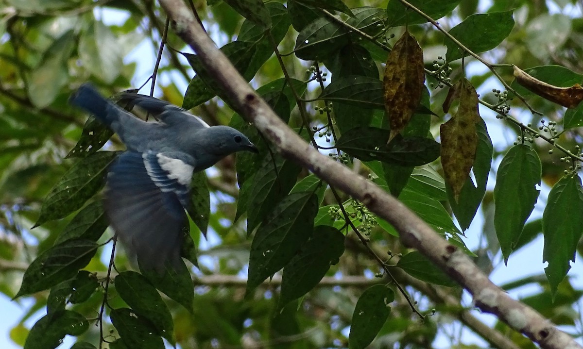 Blue-gray Tanager (White-edged) - ML110287791