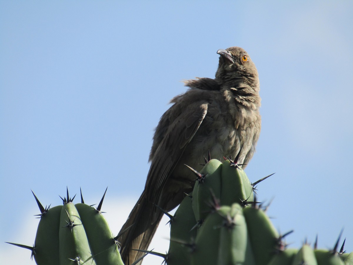 Curve-billed Thrasher - ML110288271