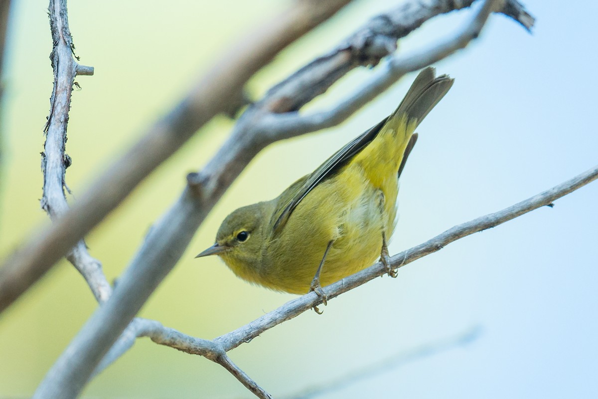 Orange-crowned Warbler - ML110288711