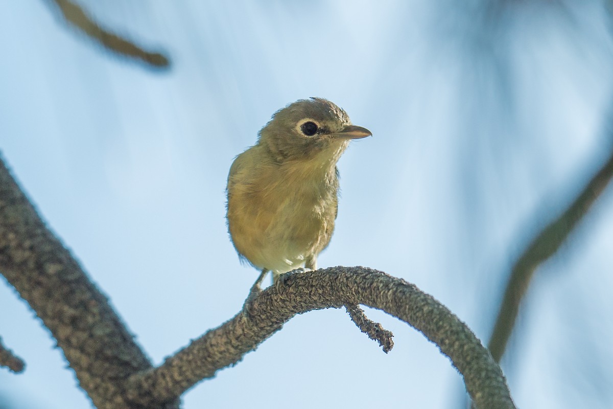 Cassin's Vireo - ML110288791