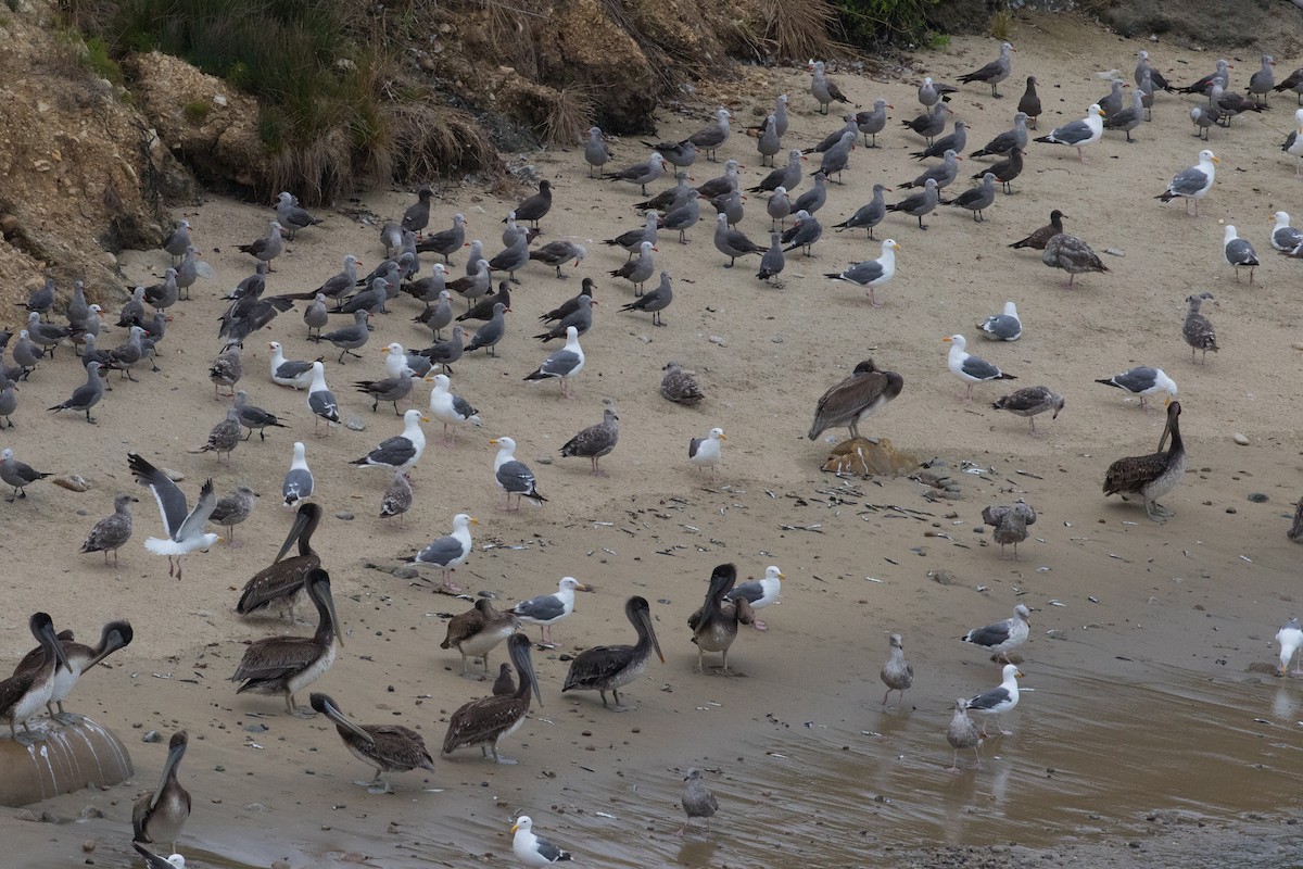 Gaviota Occidental - ML110288881