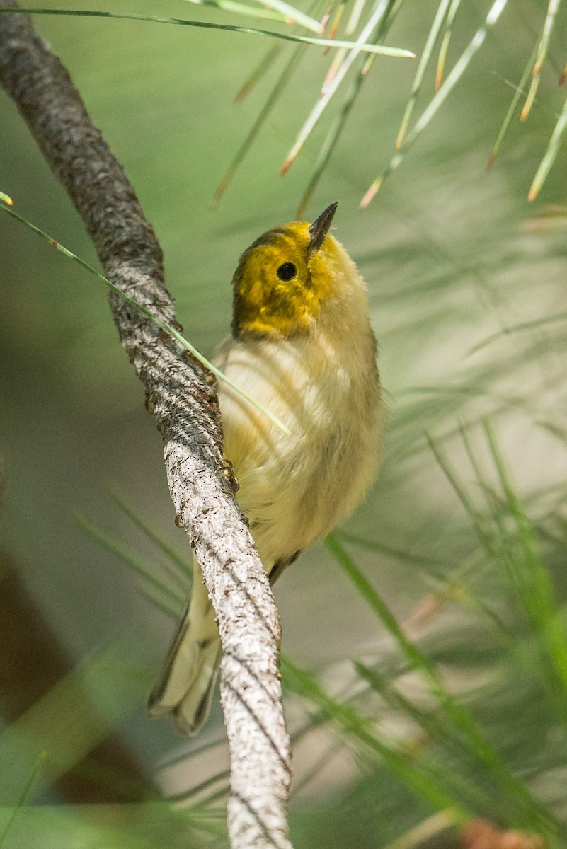 Paruline à tête jaune - ML110288901