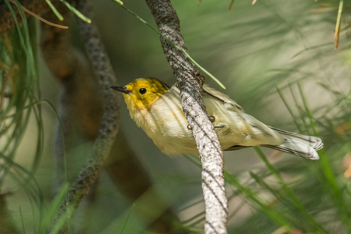 Paruline à tête jaune - ML110288911