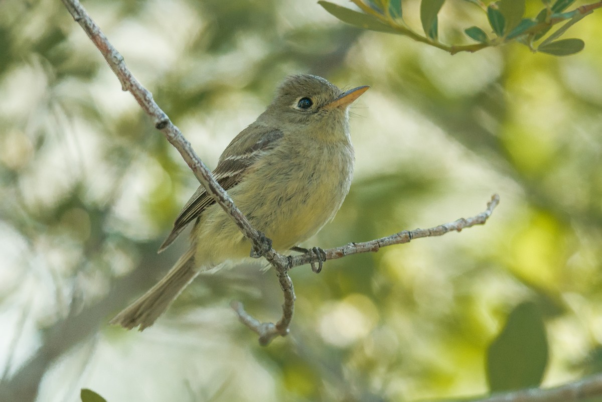 Western Flycatcher - ML110289111