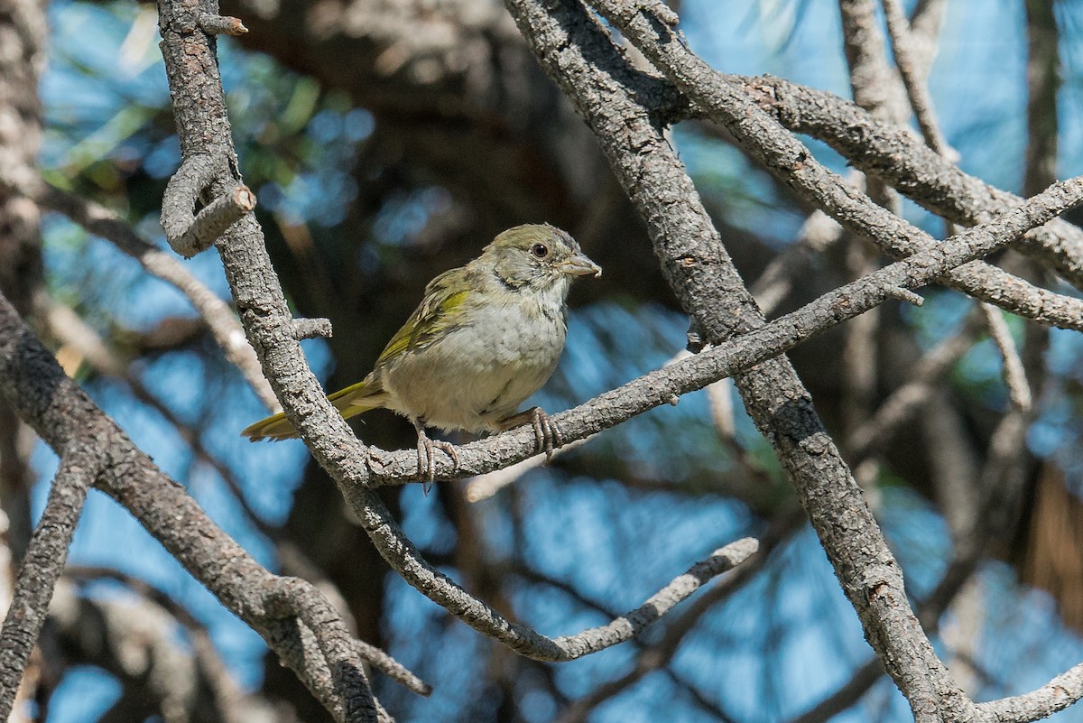 Green-tailed Towhee - ML110289251